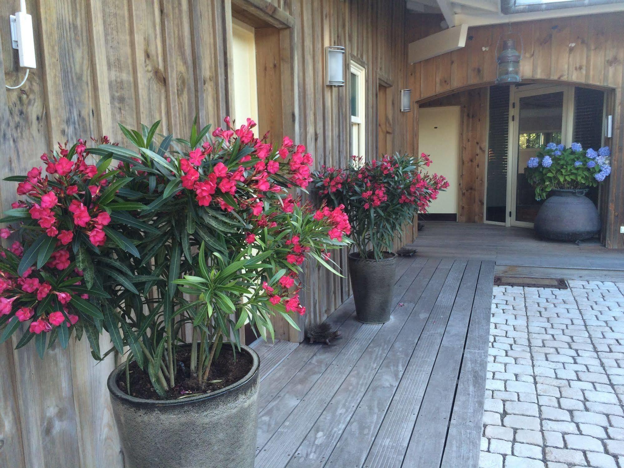 Hotel des Dunes Lège-Cap-Ferret Buitenkant foto